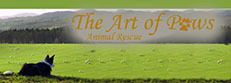 The Art of Paws Rescue