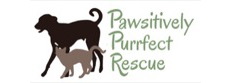 Pawsitively Purrfect Rescue