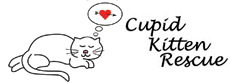 Cupid Kitten Rescue CT