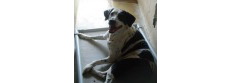 Putnam County Animal Services
