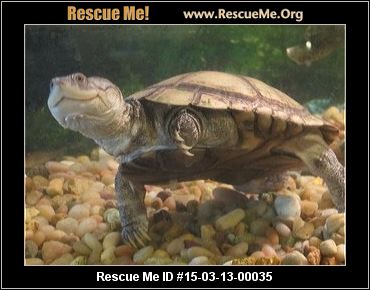 Washington Reptiles & More Rescue ― ADOPTIONS ― RescueMe.Org