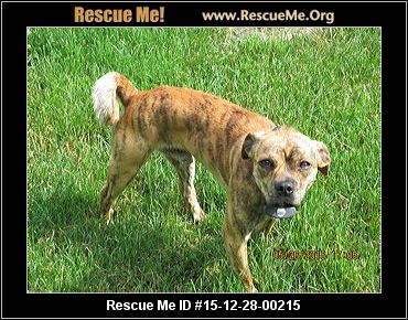 Ohio Boston Terrier Rescue ― ADOPTIONS ― RescueMe.Org