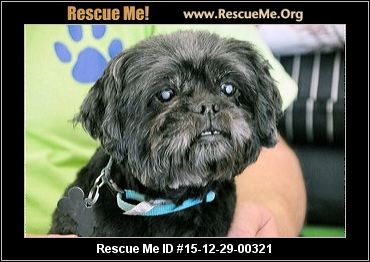 Kentucky Shih Tzu Rescue ― ADOPTIONS ― RescueMe.Org