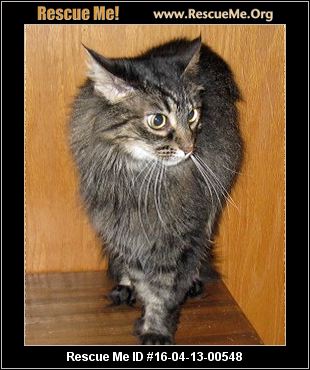 Michigan Maine Coon Rescue ― ADOPTIONS ― RescueMe.Org