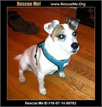 California Jack Russell Rescue ― ADOPTIONS ― RescueMe.Org