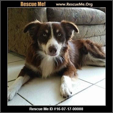 Florida Australian Shepherd Rescue ― ADOPTIONS ― RescueMe.Org