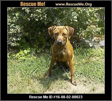 Maryland Dog Rescue ― ADOPTIONS ― RescueMe.Org