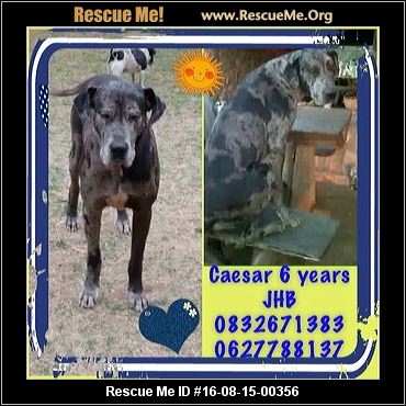 South Africa Dog Rescue ― ADOPTIONS ― RescueMe.Org