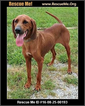 Kentucky Redbone Coonhound Rescue ― ADOPTIONS ― RescueMe.Org