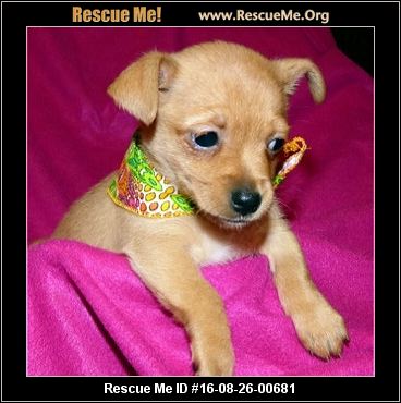 Pet Adoption,adopt a pet,pet adoption near me,adopt a pet com,free pet adoption near me,pet adoption center