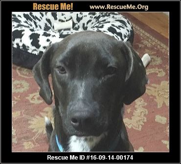 Adopt A Pet,adopt a pet com,adopt a pet fenton,adopt a pet michigan,adopt a pet az,adoptapet near me,adoptapet,pets to adopt