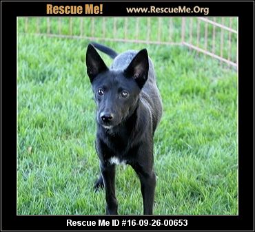 Ohio Schipperke Rescue ― ADOPTIONS ― RescueMe.Org