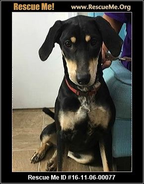 Texas Doberman Pinscher Rescue ― ADOPTIONS ― RescueMe.Org