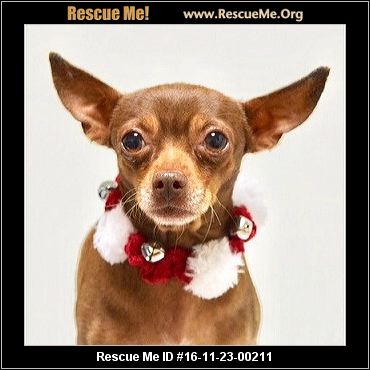 California Chihuahua Rescue ― ADOPTIONS ― RescueMe.Org