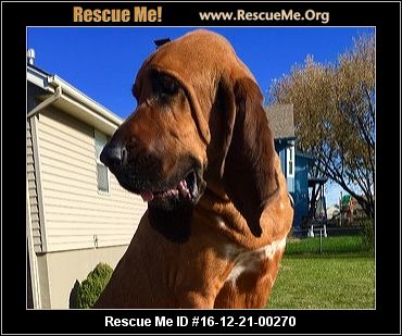 Missouri Bloodhound Rescue ― ADOPTIONS ― RescueMe.Org