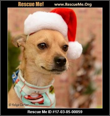 Utah Dog Rescue ― ADOPTIONS ― RescueMe.Org