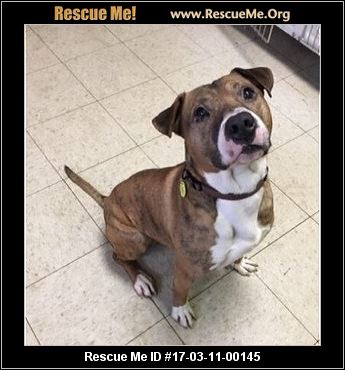 Ohio Dog Rescue ― ADOPTIONS ― RescueMe.Org