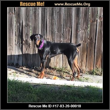 Texas Doberman Pinscher Rescue ― ADOPTIONS ― RescueMe.Org