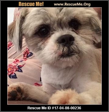 Arizona Lhasa Apso Rescue ― ADOPTIONS ― RescueMe.Org