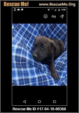 Iowa Dog Rescue ― ADOPTIONS ― RescueMe.Org