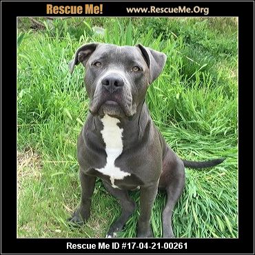 Nevada Dog Rescue ― ADOPTIONS ― RescueMe.Org
