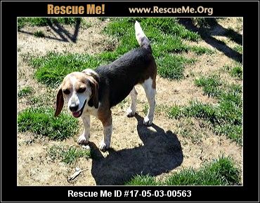 Ohio Beagle Rescue ― ADOPTIONS ― RescueMe.Org