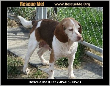 - Ohio Beagle Rescue - ADOPTIONS - Rescue Me!