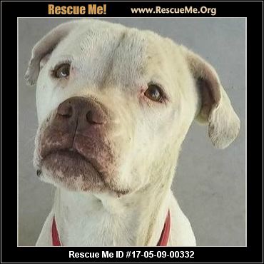Arizona Boxer Rescue ― ADOPTIONS ― RescueMe.Org