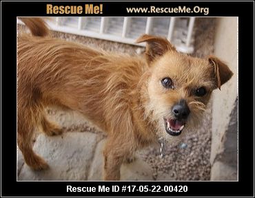 Adopt A Pet,adopt a pet com,adopt a pet fenton,adopt a pet michigan,adopt a pet az,adoptapet near me,adoptapet,pets to adopt