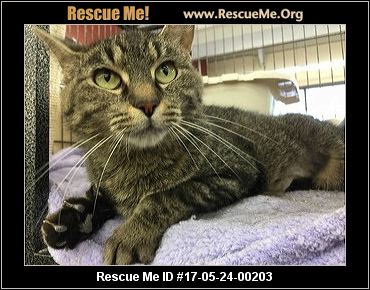 Ohio Cat Rescue ― ADOPTIONS ― RescueMe.Org