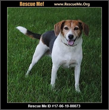 Michigan Beagle Rescue ― ADOPTIONS ― RescueMe.Org