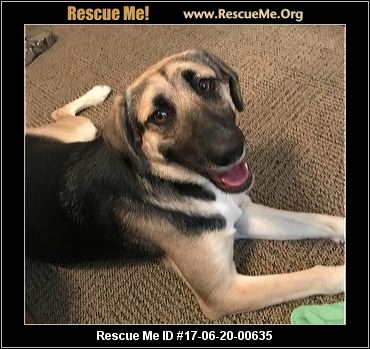 South Carolina German Shepherd Rescue ― ADOPTIONS ― RescueMe.Org