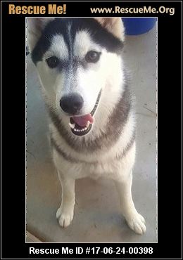 California Siberian Husky Rescue ― ADOPTIONS ― RescueMe.Org