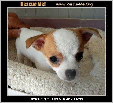 Indiana Chihuahua Rescue ― ADOPTIONS ― RescueMe.Org