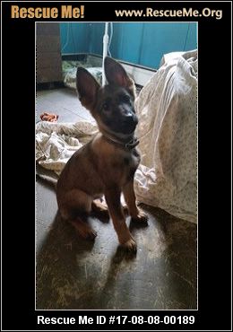 New Hampshire Dog Rescue ― ADOPTIONS ― RescueMe.Org