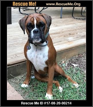 Boxertown ― North Carolina Boxer Rescue ― ADOPTIONS ― RescueMe.Org