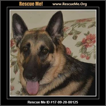 North Carolina German Shepherd Rescue ― ADOPTIONS ― RescueMe.Org