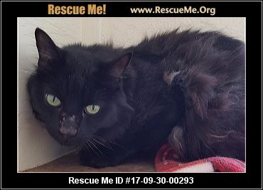 Arizona Cat Rescue ― ADOPTIONS ― RescueMe.Org