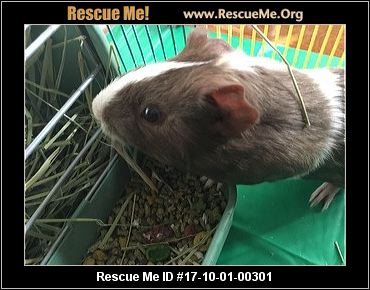 Missouri Rodents & Small Mammal Rescue ― ADOPTIONS ― RescueMe.Org