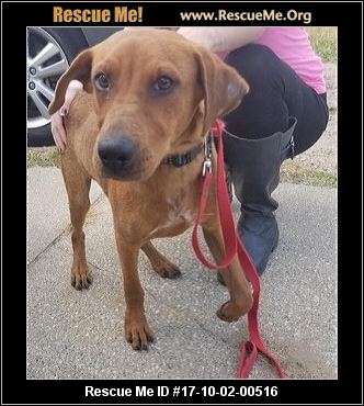 Michigan Dog Rescue ― ADOPTIONS ― RescueMe.Org