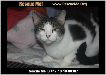 - Missouri Cat Rescue - ADOPTIONS - Rescue Me!