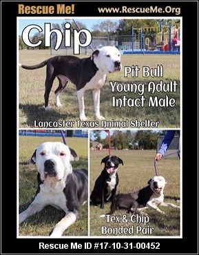 Texas Pit Bull Rescue ― ADOPTIONS ― RescueMe.Org