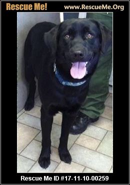 Missouri Dog Rescue ― ADOPTIONS ― RescueMe.Org