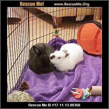 Illinois Rabbit Rescue ― ADOPTIONS ― RescueMe.Org