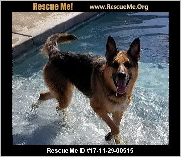 German Shepherd Blog ― RescueMe.Org