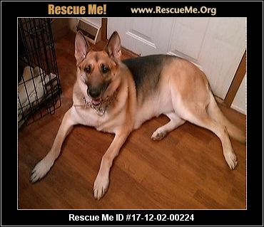 - Rhode Island Dog Rescue - ADOPTIONS - Rescue Me!