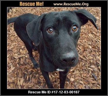 Oregon Dog Rescue ― ADOPTIONS ― RescueMe.Org