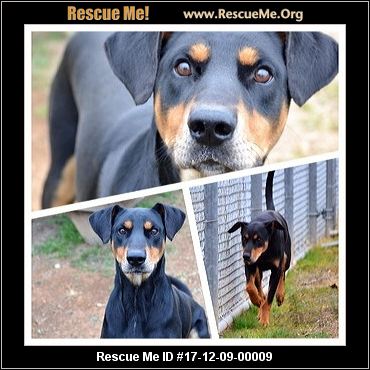 North Carolina Doberman Pinscher Rescue ― ADOPTIONS ― RescueMe.Org