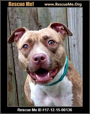 Florida Pit Bull Rescue ― ADOPTIONS ― RescueMe.Org