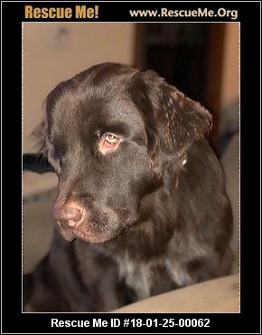 North Carolina Dog Rescue ― ADOPTIONS ― RescueMe.Org